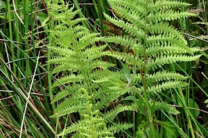 Marsh Fern: Thelypteris palustris