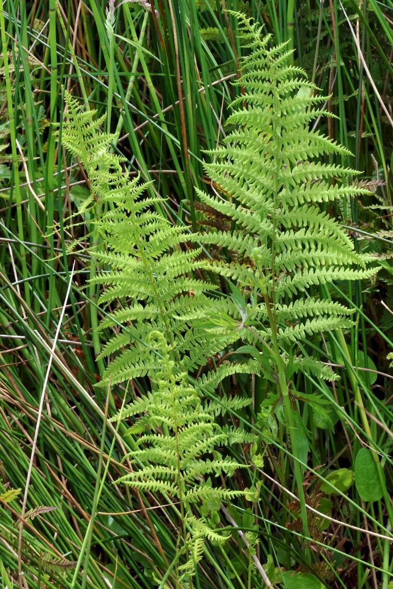 Thelypteris palustris - © Charles Hipkin