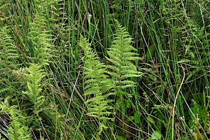 Marsh Fern: Thelypteris palustris