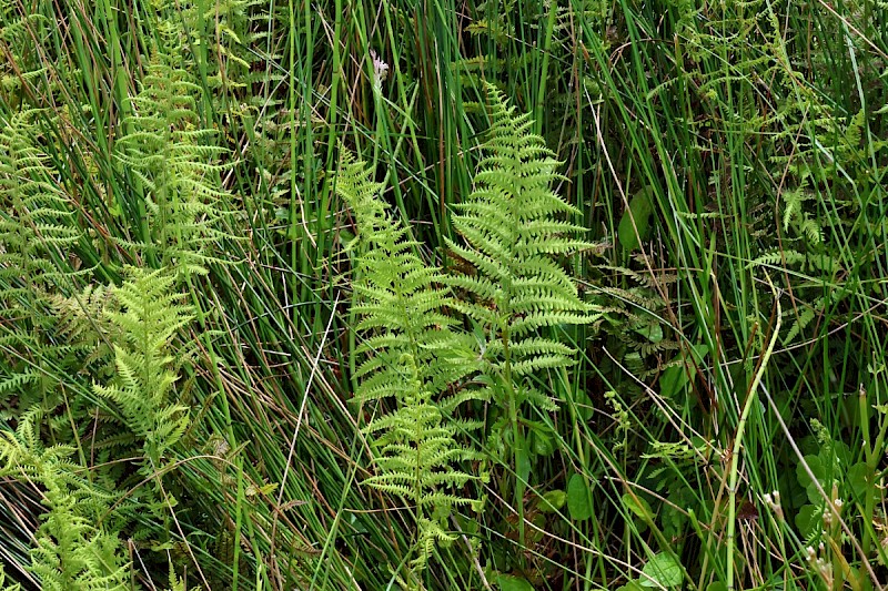 Thelypteris palustris - © Charles Hipkin