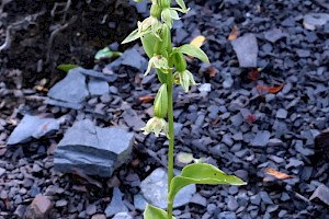 Green-flowered Helleborine: Epipactis phyllanthes