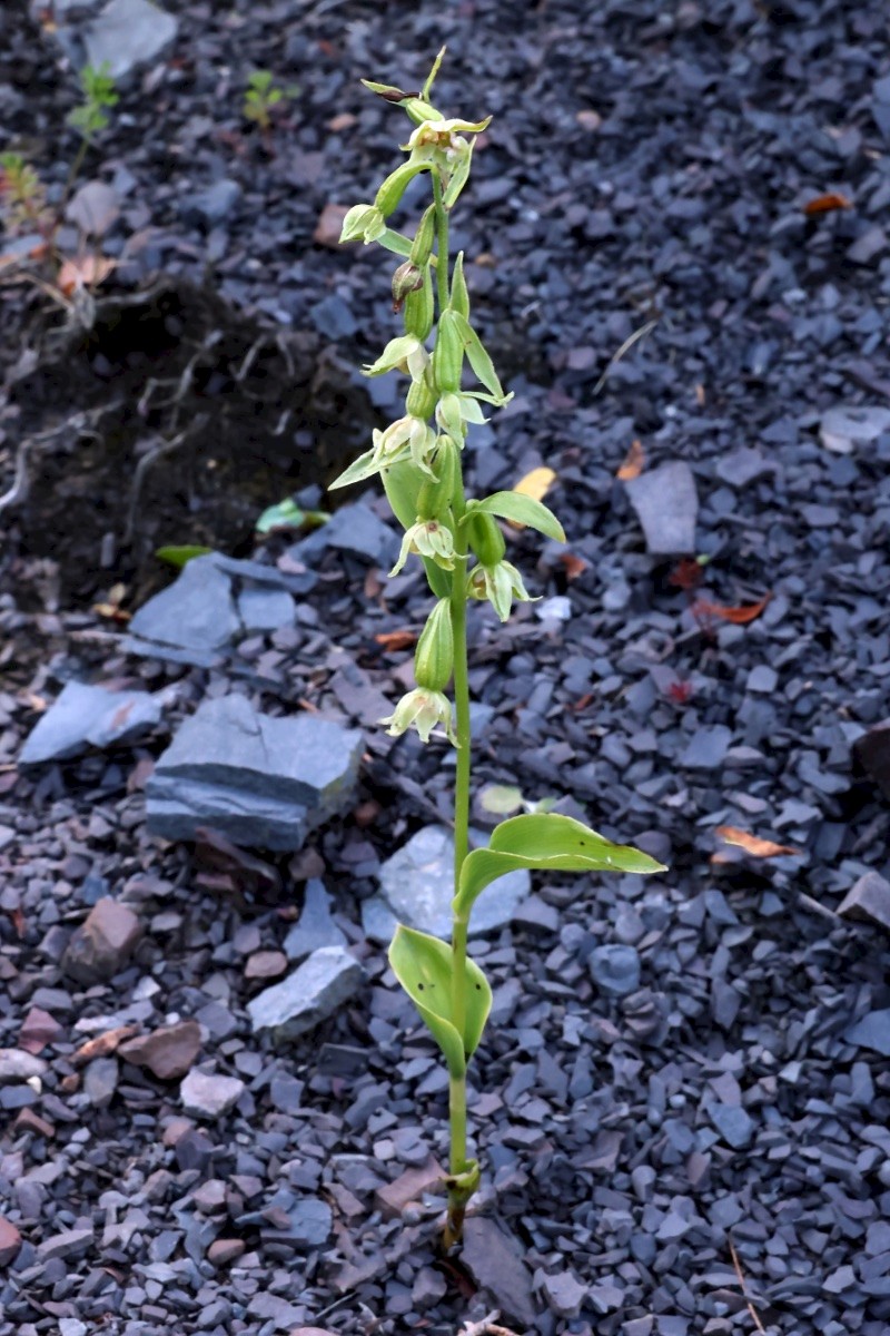 Epipactis phyllanthes - © Charles Hipkin