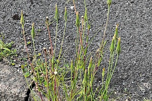 Goat's-beard: Tragopogon pratensis