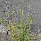 Tragopogon pratensis