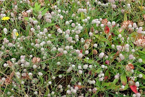 Hare's-foot Clover: Trifolium arvense