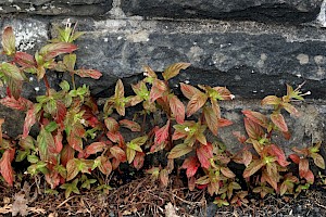 Pale Willowherb: Epilobium roseum