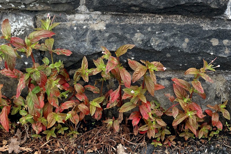 Epilobium roseum - © Charles Hipkin