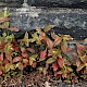 Epilobium roseum