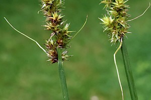 False Fox-sedge: Carex otrubae