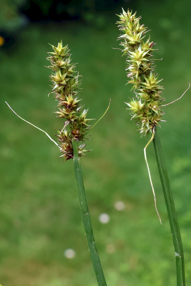 Carex otrubae - © Charles Hipkin