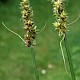 Carex otrubae