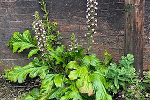 Acanthaceae