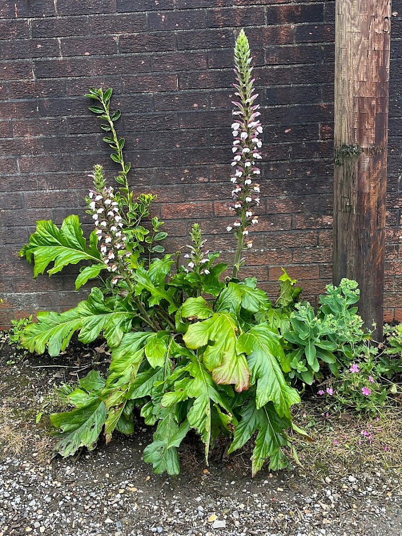 Acanthus mollis - © Charles Hipkin