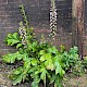 Acanthus mollis