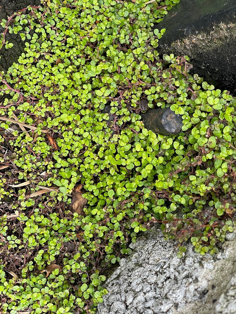 Soleirolia soleirolii - © Charles Hipkin