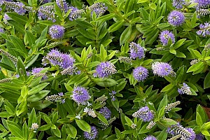 Hedge Veronica (V. elliptica x speciosa): Veronica x franciscana