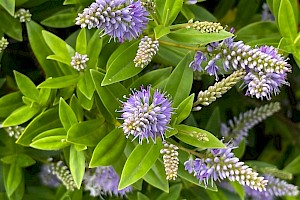 Hedge Veronica (V. elliptica x speciosa): Veronica x franciscana