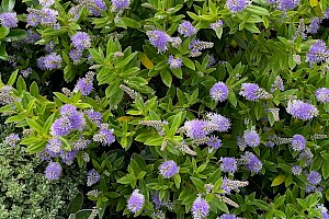 Hedge Veronica (V. elliptica x speciosa): Veronica x franciscana