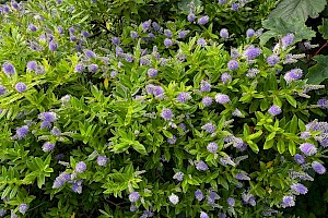 Veronica x franciscana Hedge Veronica (V. elliptica x speciosa)