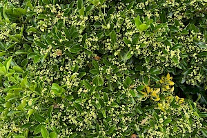 Evergreen Spindle: Euonymus japonicus