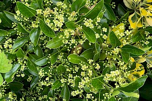 Evergreen Spindle: Euonymus japonicus