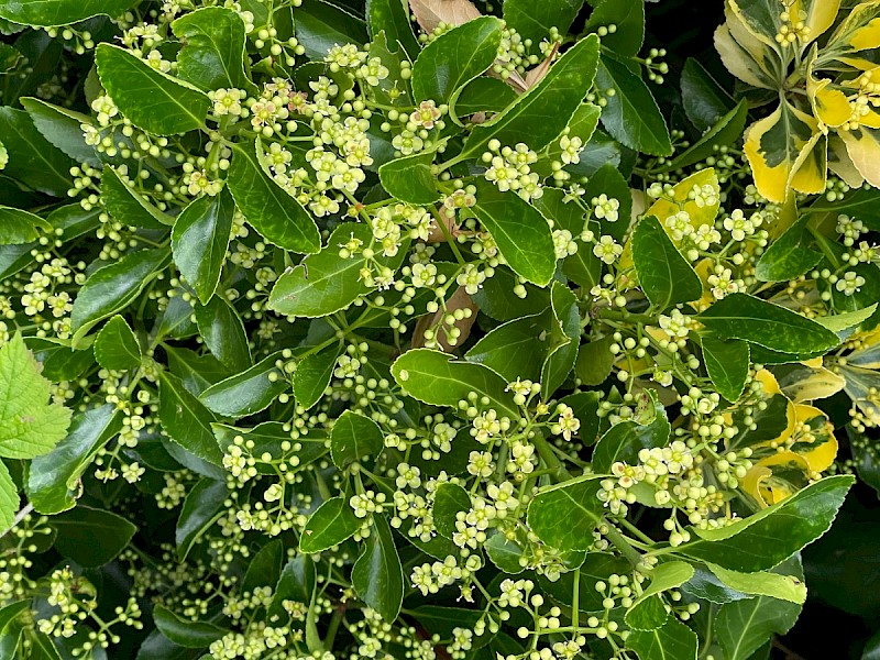 Euonymus japonicus - © Charles Hipkin