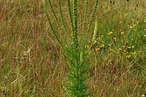 Weld: Reseda luteola