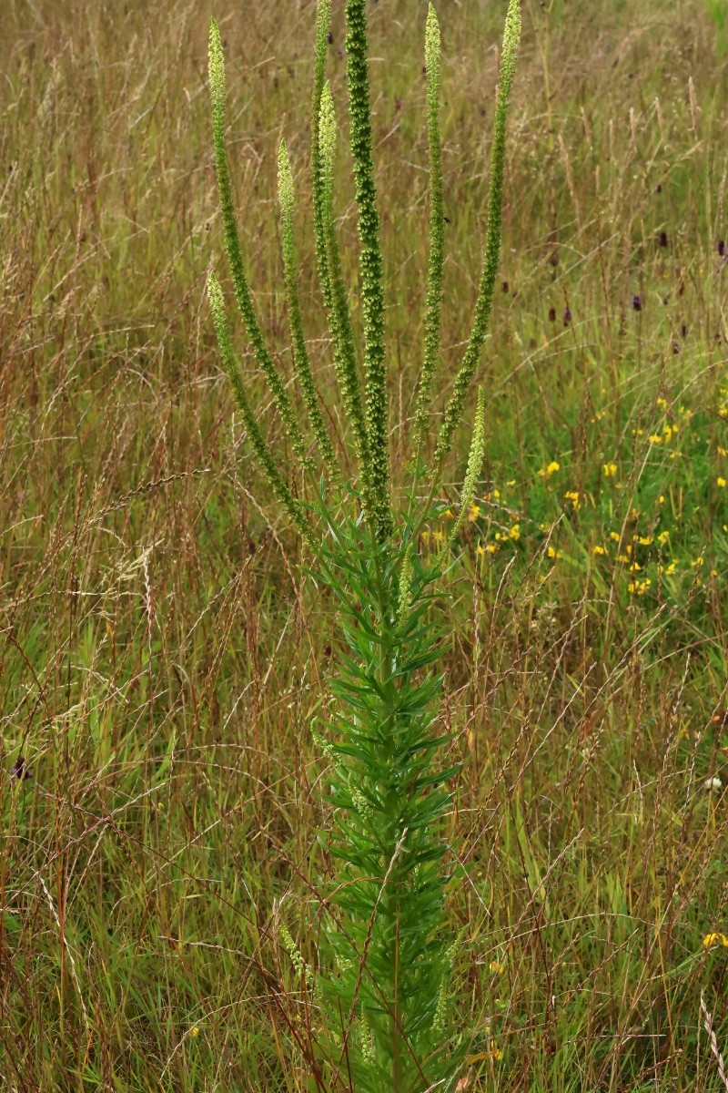 Reseda luteola - © Charles Hipkin