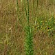 Reseda luteola