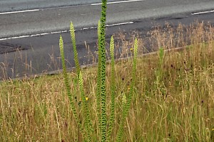 Weld: Reseda luteola