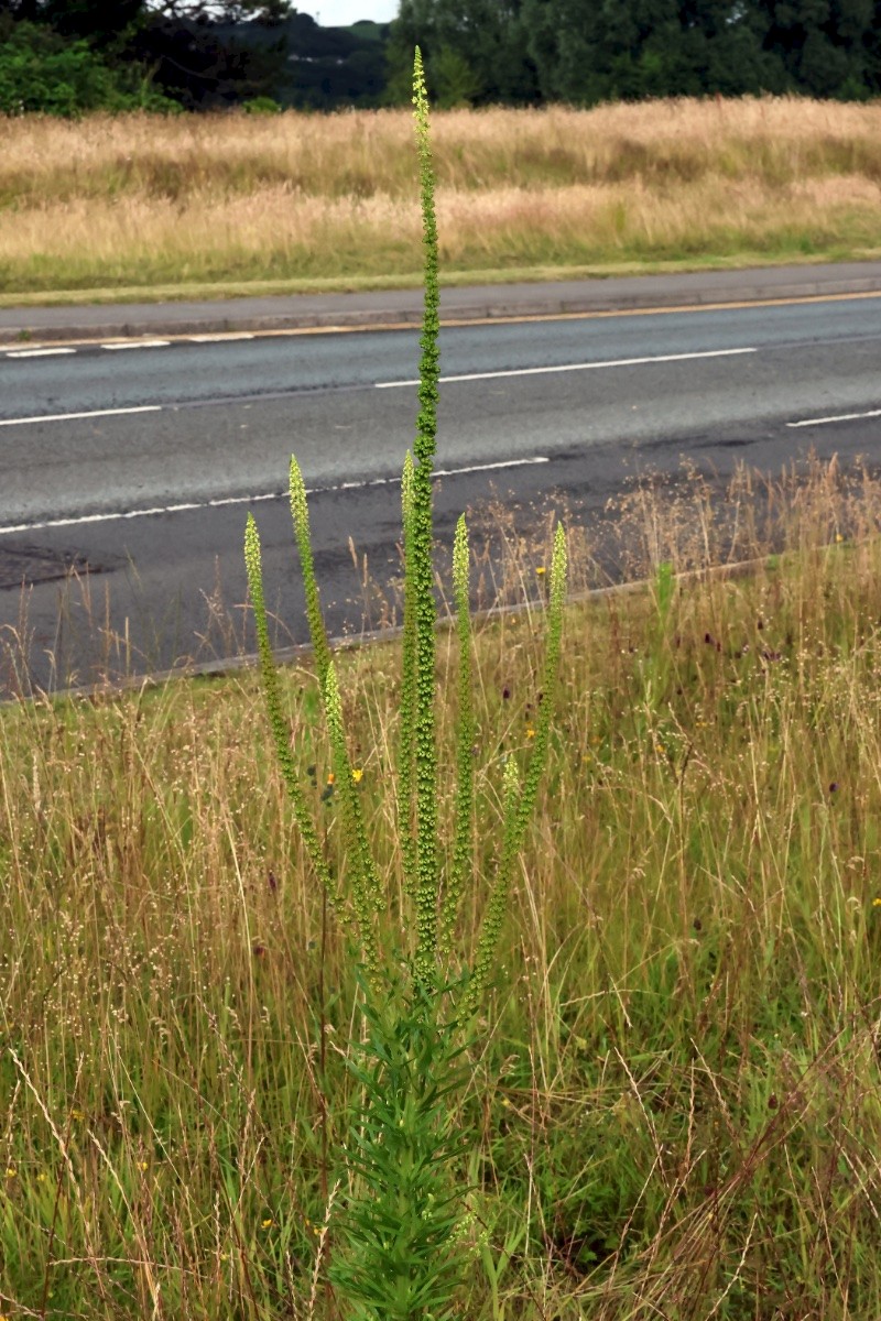 Reseda luteola - © Charles Hipkin