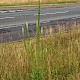 Reseda luteola