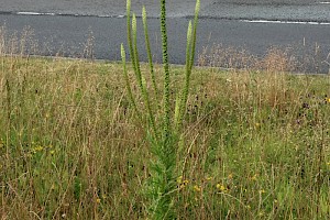 Weld: Reseda luteola