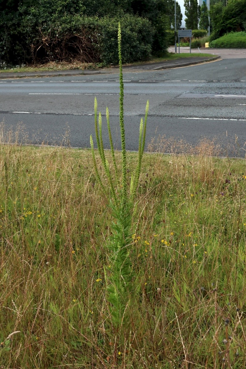 Reseda luteola - © Charles Hipkin