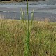 Reseda luteola