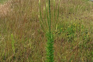 Reseda luteola Weld