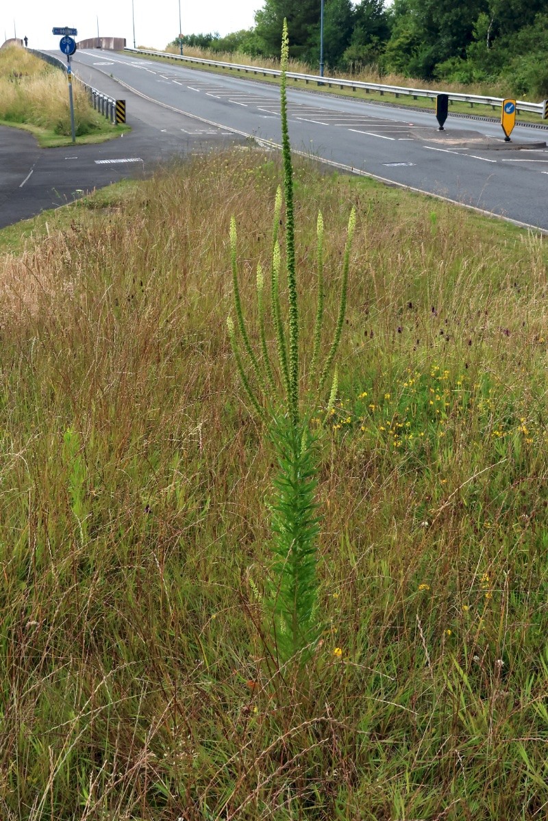 Reseda luteola - © Charles Hipkin