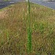 Reseda luteola