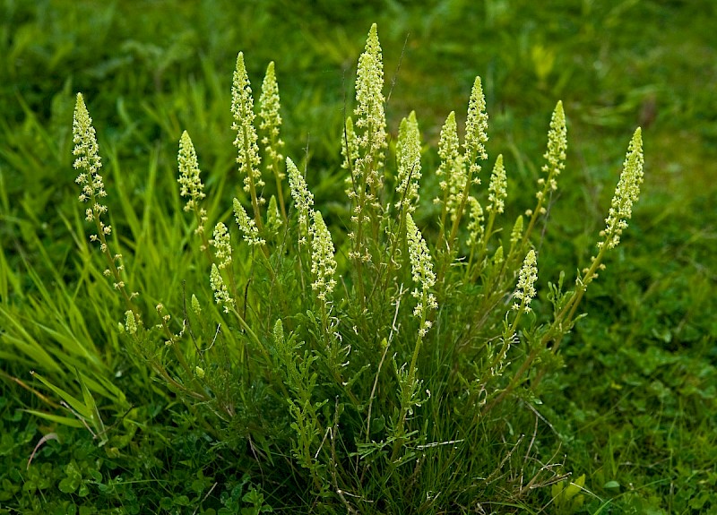 Reseda lutea - © Charles Hipkin