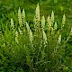 Reseda lutea