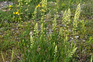 Wild Mignonette: Reseda lutea