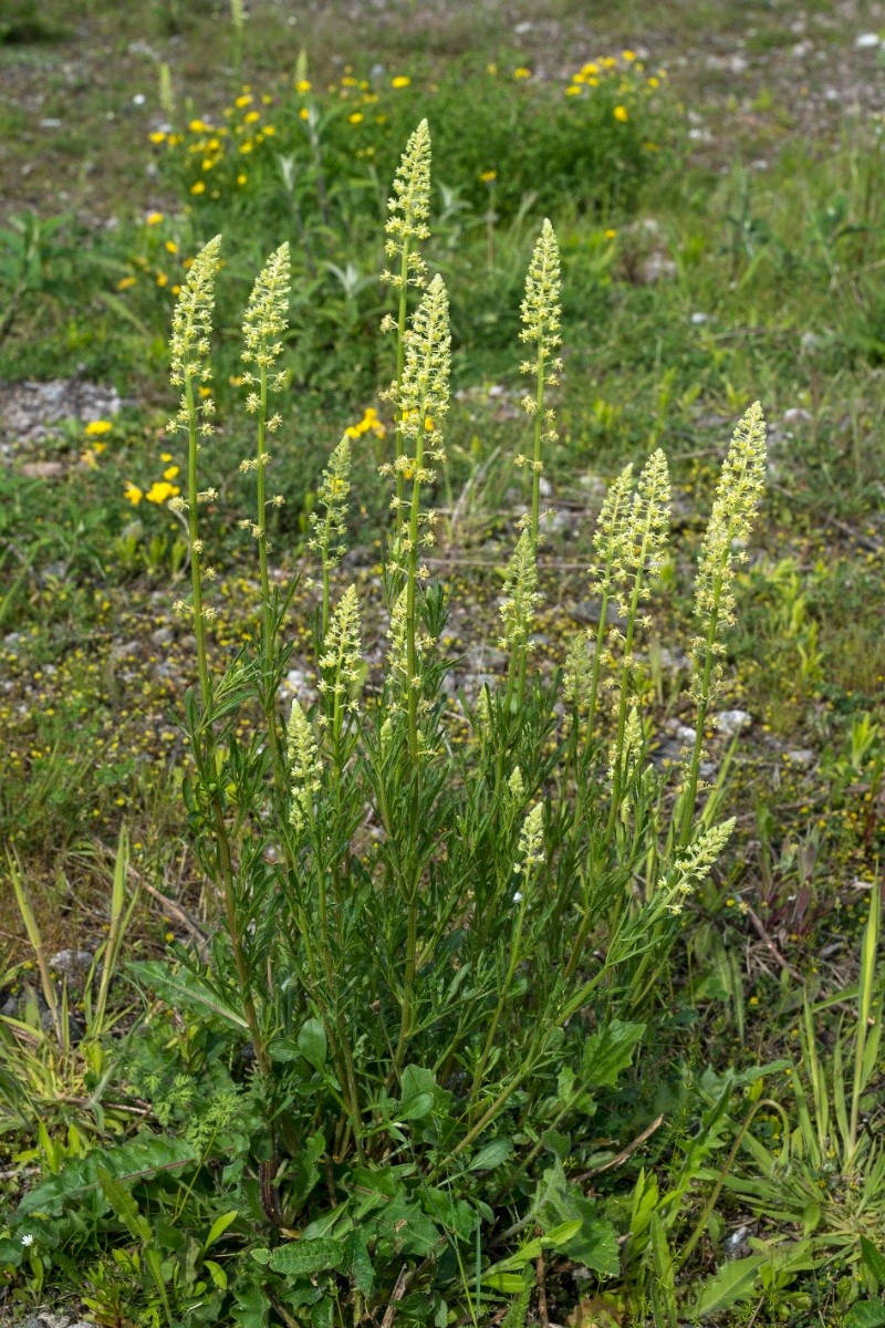 Reseda lutea - © Charles Hipkin