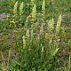 Reseda lutea