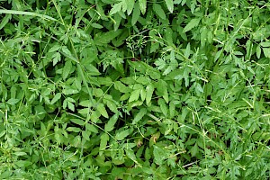 Sison amomum Stone Parsley