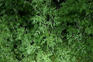 Stone Parsley: Sison amomum