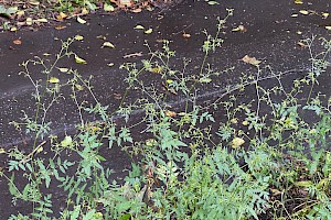 Stone Parsley: Sison amomum