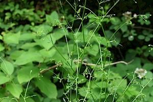 Stone Parsley: Sison amomum