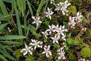 English Stonecrop: Sedum anglicum