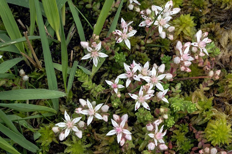 Sedum anglicum - © Charles Hipkin