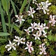 Sedum anglicum